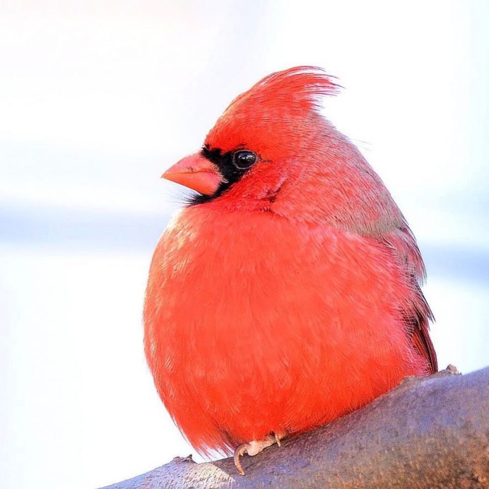 #nuts_about_birds: Beautiful Birds Photography by Shelia Rudesill