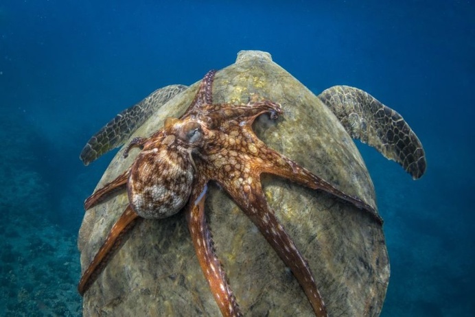 Turtle-Back Ride by Michael B. Hardie