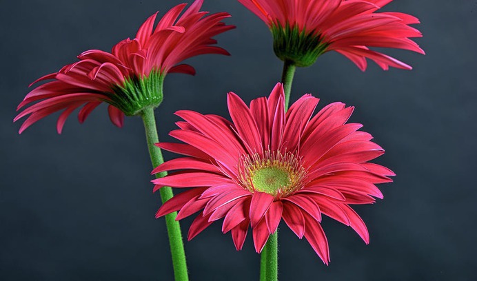 daisy painting & daisy paint by number #painting