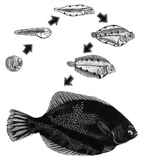 flounders.jpg (JPEG Image, 600x687 pixels) #illustration #fish