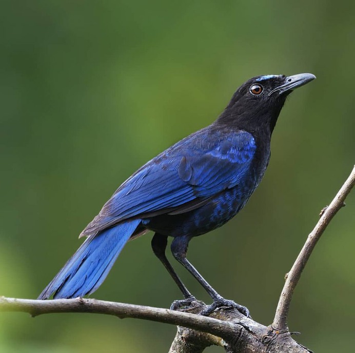 Birds of India: Fantastic Bird Photography by Ramakant Kulkarni