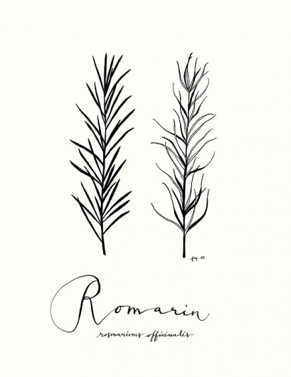 Botanical Illustration Rosemary Images  Free Photos PNG Stickers  Wallpapers  Backgrounds  rawpixel