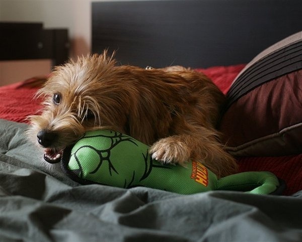 Hulk Fist Pull Toy For Dogs #toy