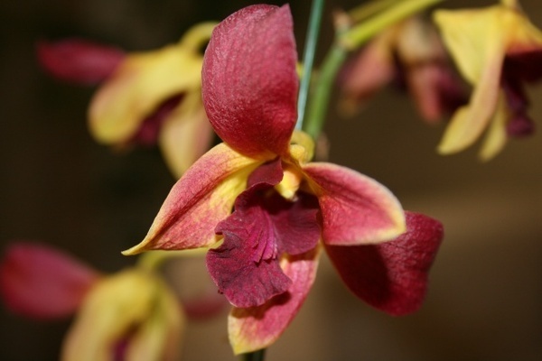 Flower macro #flower #photography #macro