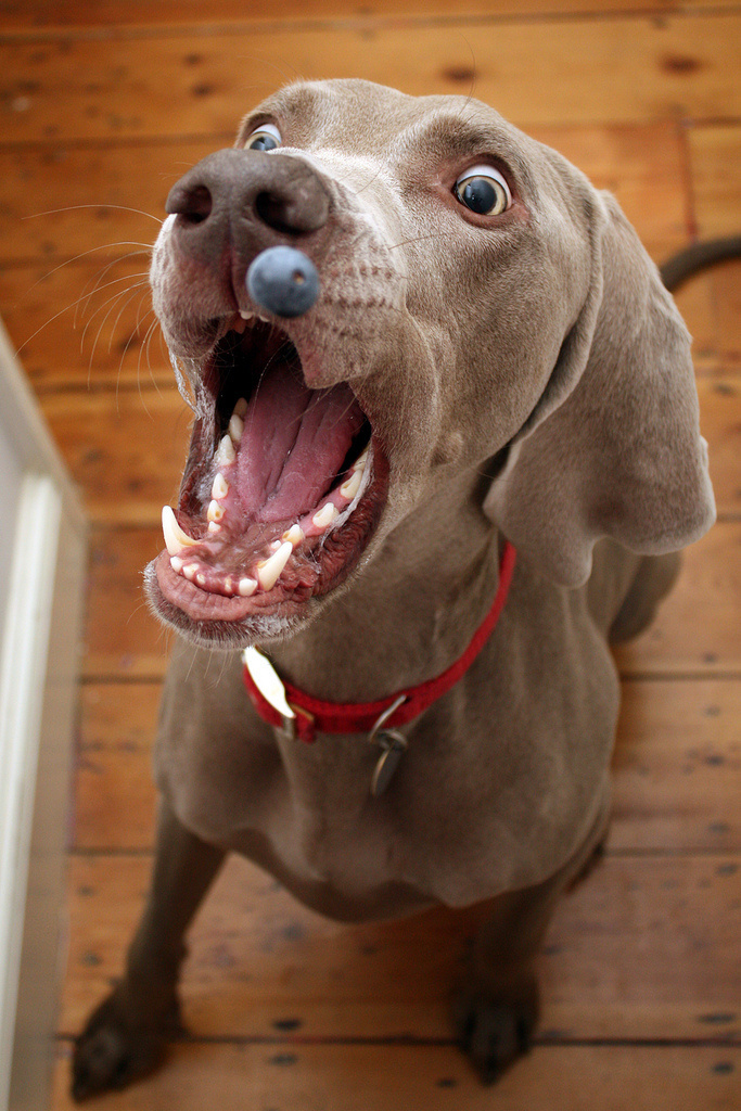 blueberry lover by dohlongma #inspiration #photography #blueberry #dog