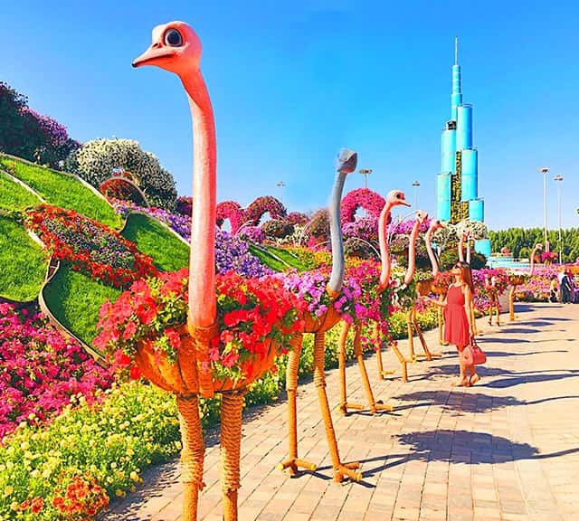 Dubai Miracle Garden also introduced floral ostriches. These ostriches grew petunia flowers on their hides. Ostriches floral themes were introduced at the Dubai Miracle Garden in its Season 6. In terms of their sizes they were almost equivalent in size to the real ostriches.