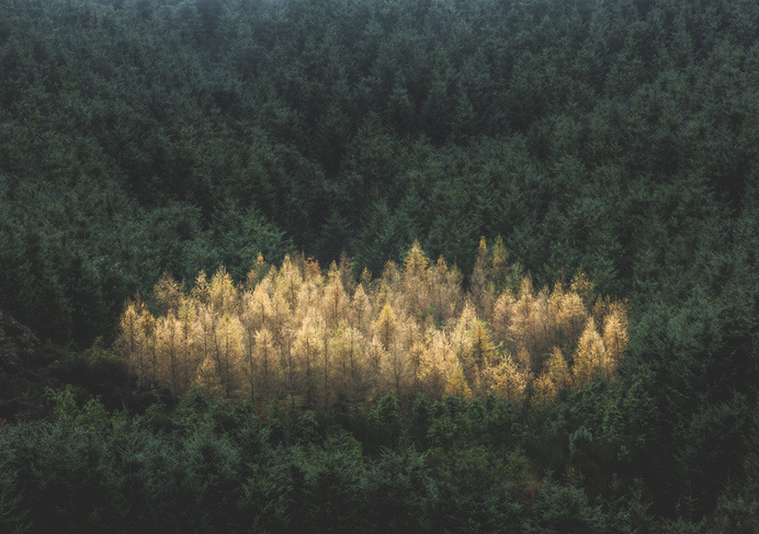 ©Pearceleal-19 #photo #forest #trees #landscape
