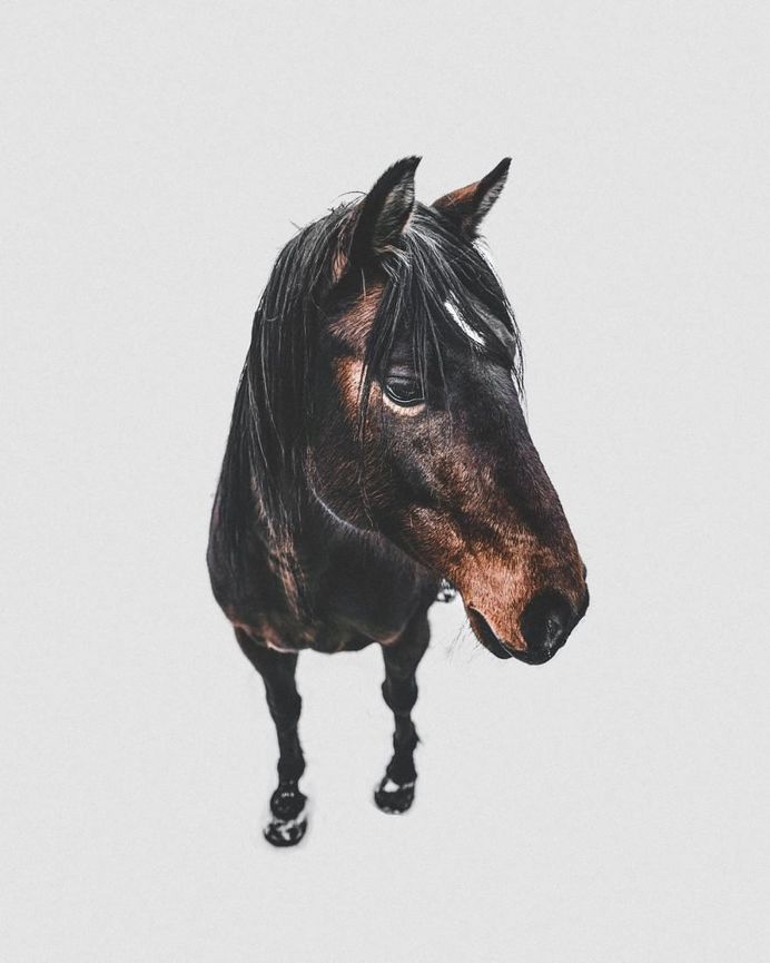 #folkscenery: Adorable Animal Portrait Photography by Douglas Fir