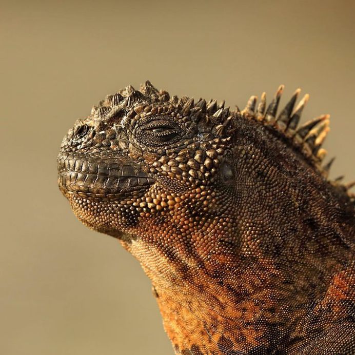 Spectacular Wildlife Animals Portraits by Andy Rouse