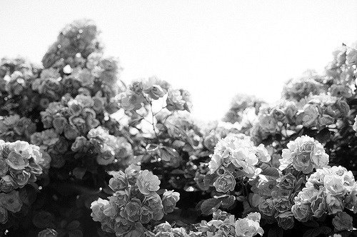 Wings of the Sea #white #photo #black #and #flowers