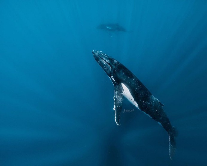 Spectacular Underwater Photos of Whales by Jasmine Carey