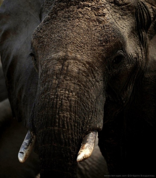 Photography by Gregoire Bouguereau #inspirations #wildlife #nature #photography #animals