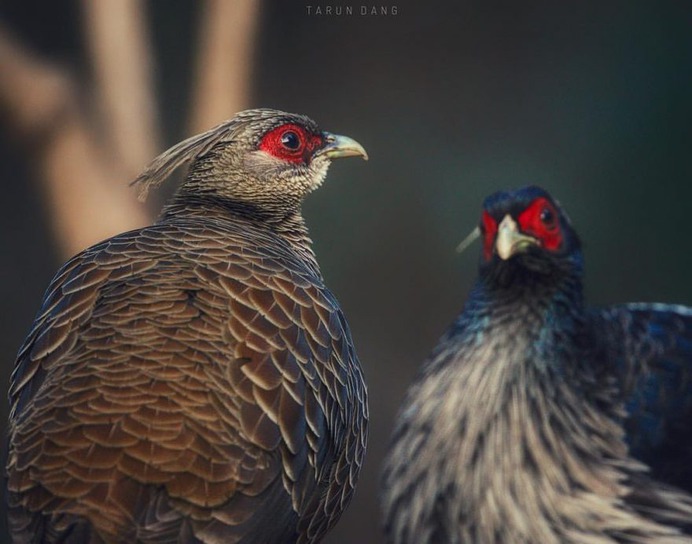 #birdsofinstagram: Beautiful Birds Photography by Tarun Dang