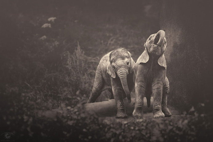 africa-souls-zoo-photography-manuela-kulpa-11 #photography #animals