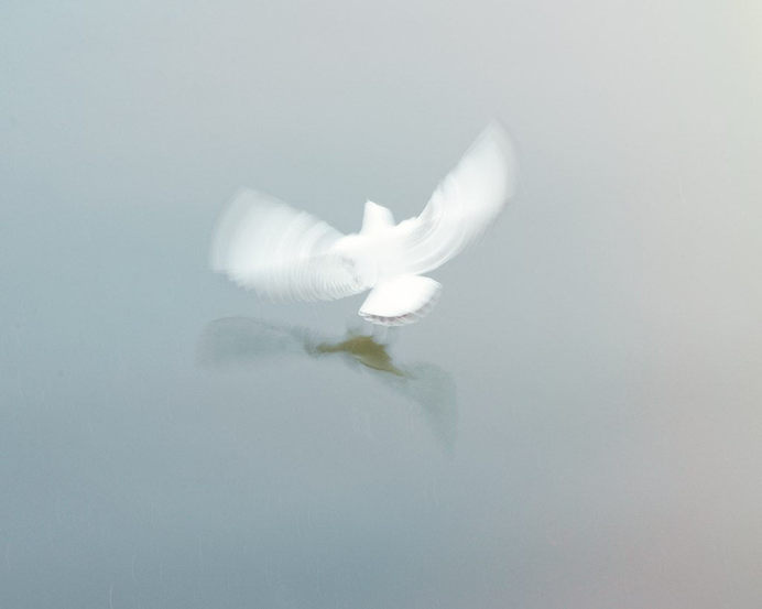 gull, water. | Flickr - Photo Sharing! #bird