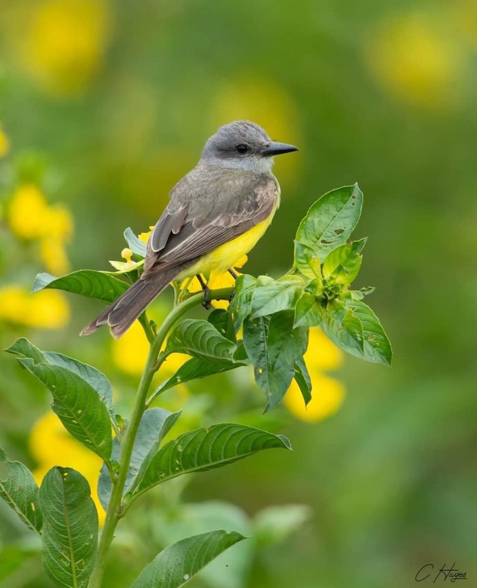 Amazingly Beautiful Birds Photography by Corey Hayes