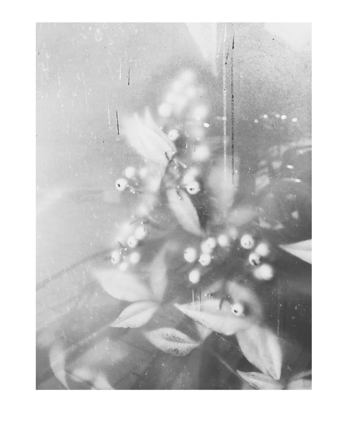 #window #urban #plants PHOTOGRAPHIE © [ catrin mackowski ]