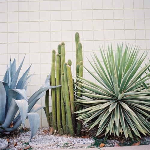 Have a Nice Day #cactus