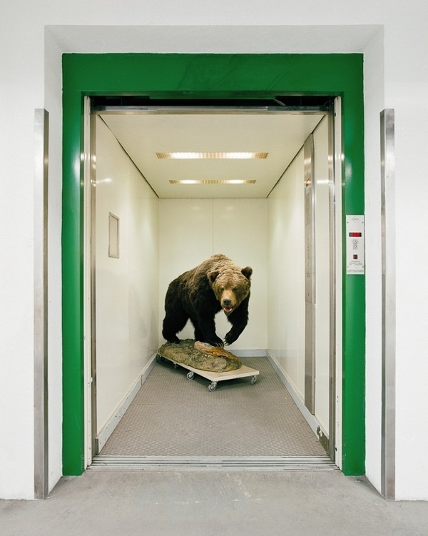 Skeletons in the Closet #bear #elevator