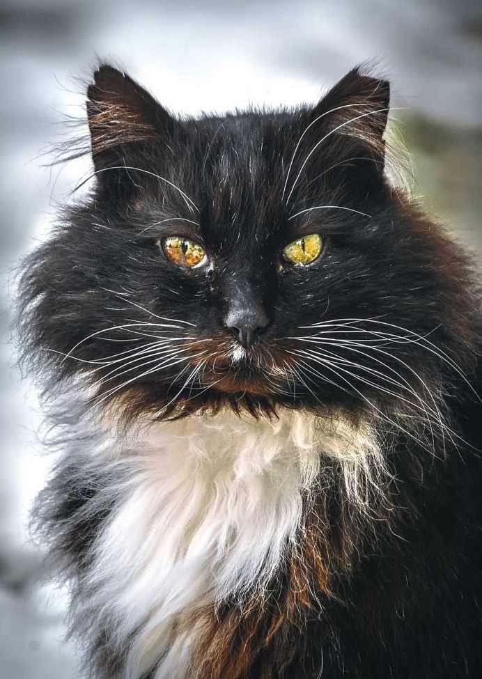 Gabriel Khiterer Captures Majestic Portraits of Stray Cats