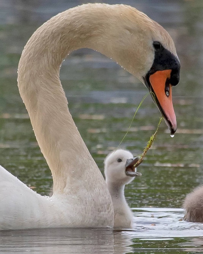 #birdwhisperer: Beautiful Birds Photography by Chris A. Fraley