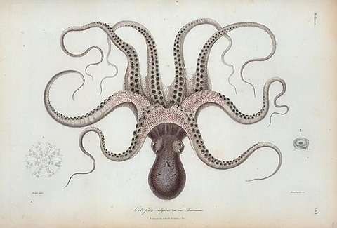 Google Reader (1000+) #illustration #retro #octopus