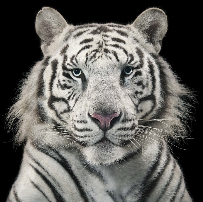 More Than Human - Tim Flach #tiger #photography #animals