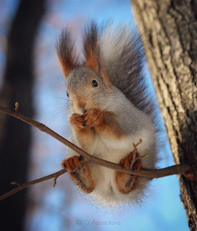 Nature Photography by Olga Apostolova