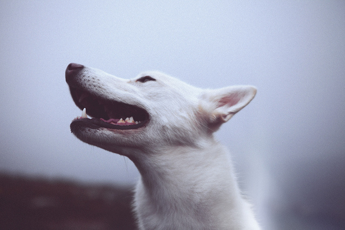 Untitled | Flickr - Photo Sharing! #wolf