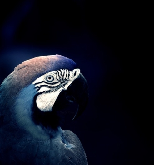 Merde! - Photography (monochrome lithium |... #photography #animals