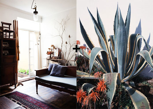 cacti and sofa #interior #design #decor #deco #decoration