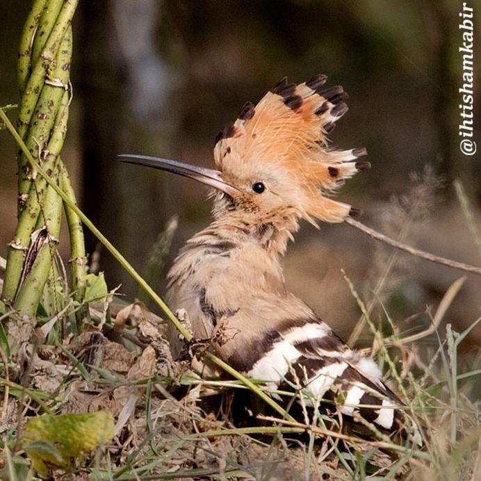 #birds_adored: Stunning Birds Photography by Ihtisham Kabir