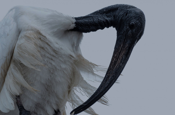 not even #bird