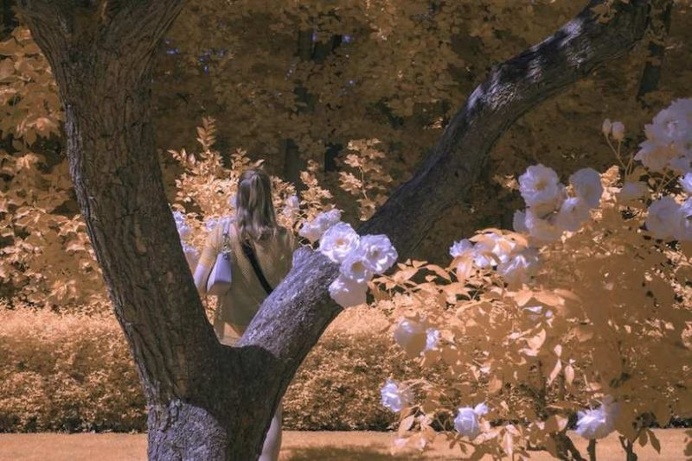 Surreal Infrared Nature Photography by Bradley G Munkowitz