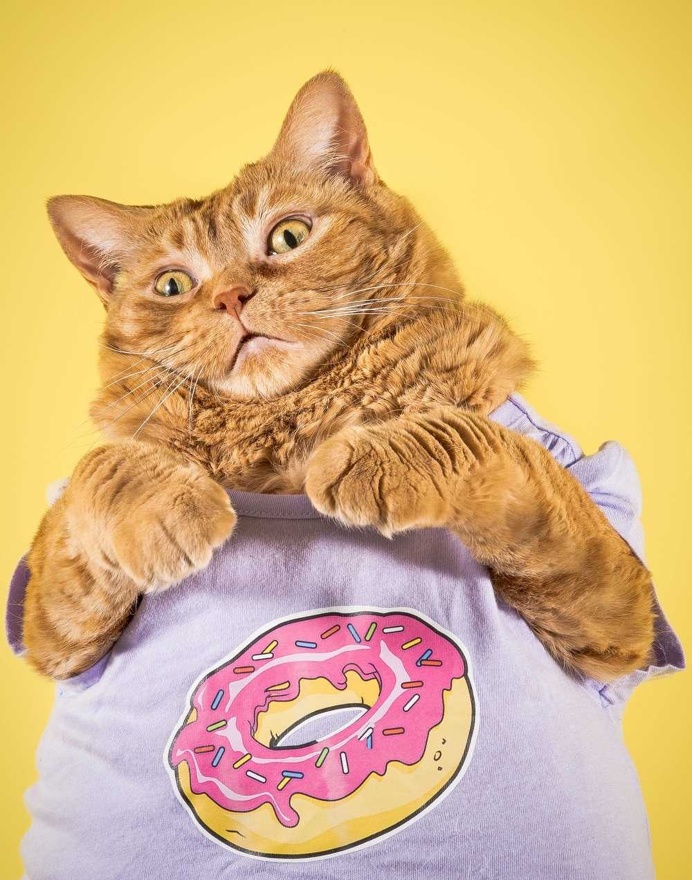Fat Cats: Peter Thorne Captures Adorable Photos of Toronto's Chubby Cats