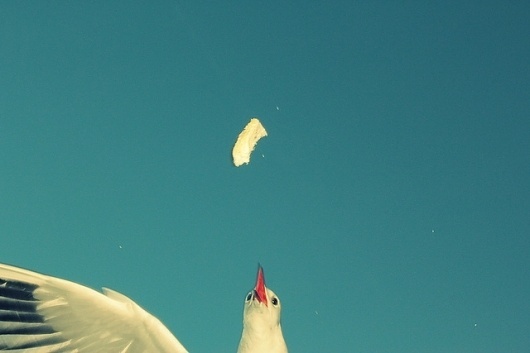 websitesarelovely #photography #retro #snapshot #seagull