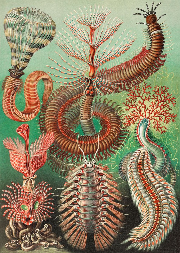 "Chaetopoda" Poster Print on metal by Sam Kal