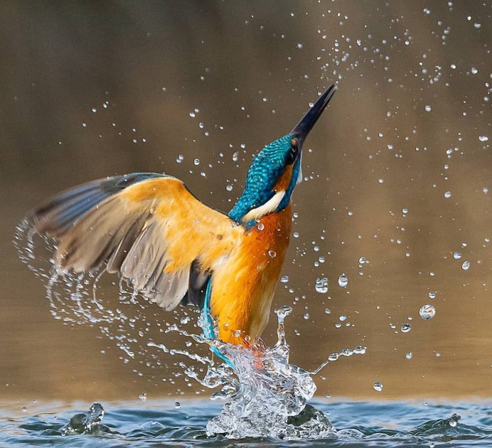 #birdfreaks: Stunning Bird Photography by Kotics Zsolt