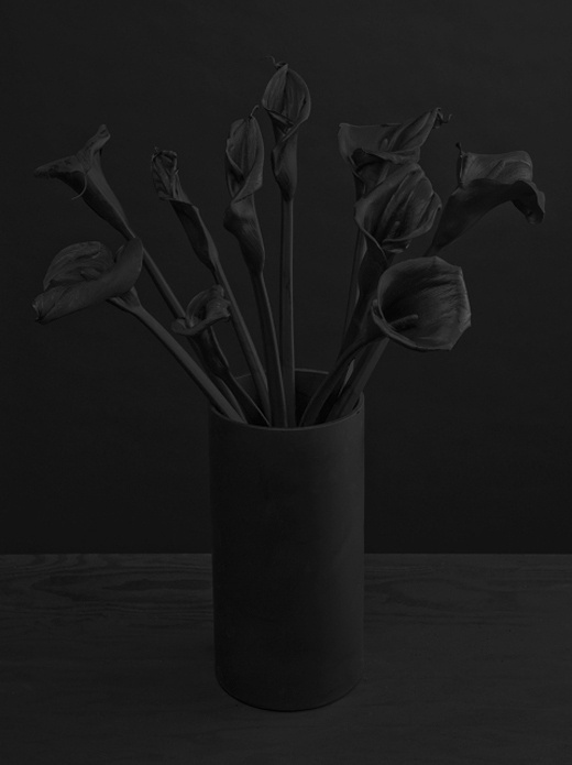Corolla in defringe.com #corolla #defringe #photography #flowers
