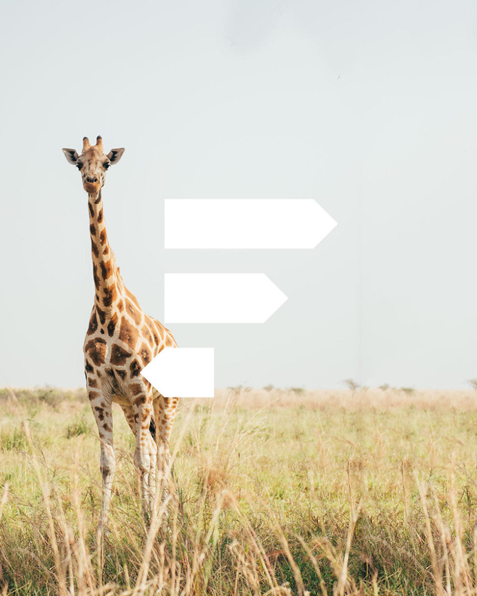 Faralong.com by Proxy #print #stationary #graphic #logo #giraffe #photo