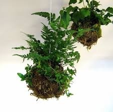 #plants #hanging #kokedama
