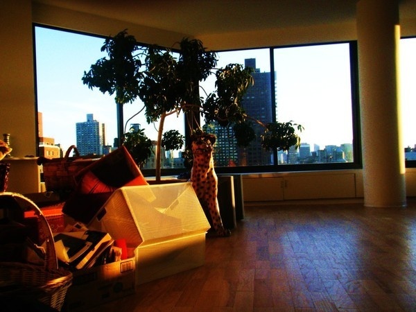 Nouvelle York 2010 on Behance #leopard #wallb #interiors #architecture #york #animal #new