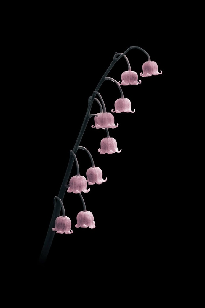 Fine Art Flowers Photography by Viera Babecova