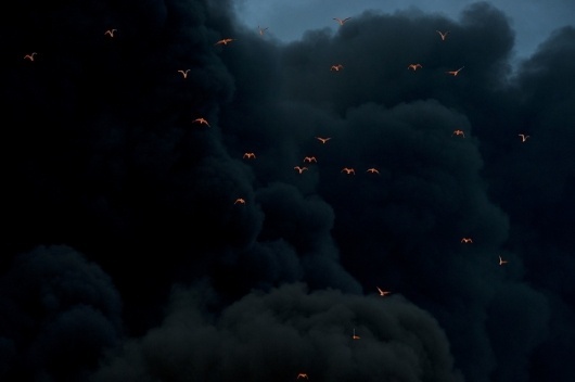 1_tumblrlekea2wfvb1qzr7ibo11280.jpg (960×639) #birds #photography #smoke