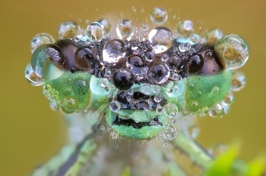 6032908-lg.jpg (935×618) #water #bug #dew #insect #closeup #macro