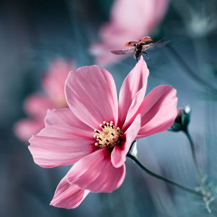 #flowerstagram: Wonderful Flower Photography by Fabien Bravin