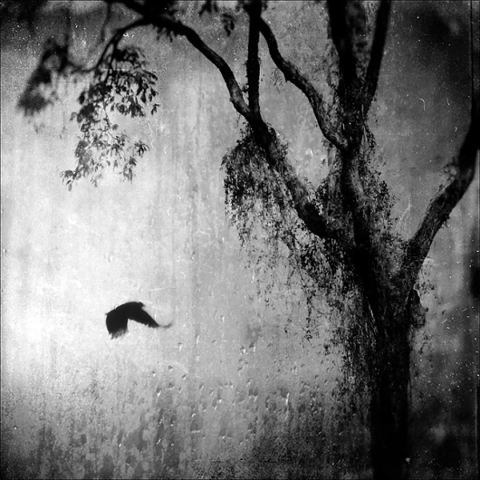This Pain, photography by Leda Siloto #tree #bird