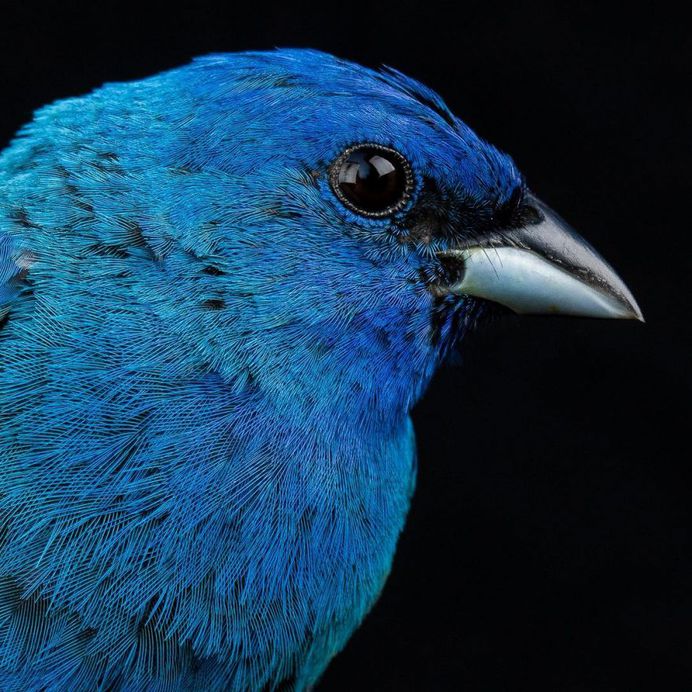 #birdstagram: Wonderful Bird Photography by Sean Graesser