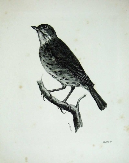 E1291906374.jpg (796×1000) #bird