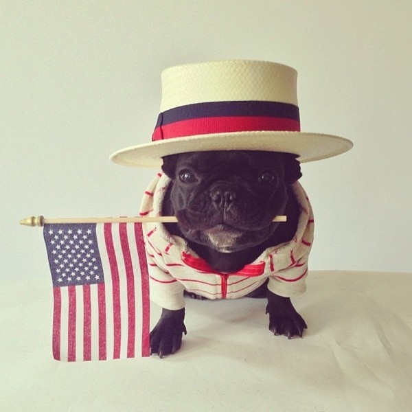CJWHO ™ (Meet Trotter: The French Bulldog That's a Master...) #disguise #instagram #trotter #design #cute #master #puppy #french #animals #fashion #bulldog #dog